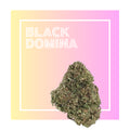 Black Domina | Flores de CBD Premium