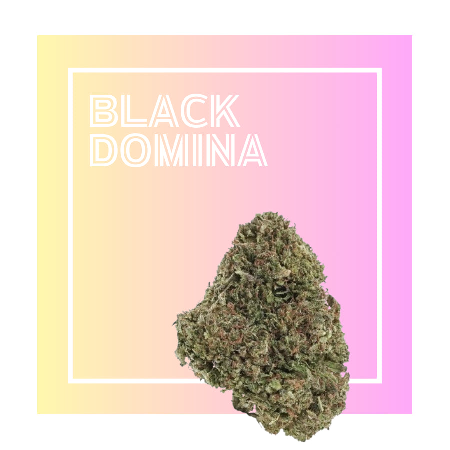 Black Domina | Flores de CBD Premium