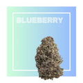 Blueberry | Flores de CBD Premium