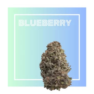 Blueberry | Flores de CBD Premium